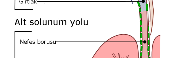 Soluk borusu ve akciğerin görevi nedir? - Kapak Görseli