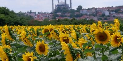 Ayçiçeğinde Yüksek Verim İçin Doğru Tarla Seçimi [2026] - Kapak Görseli